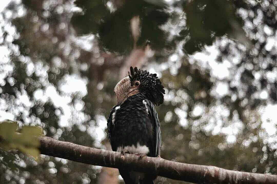 Trumpeter Hornbill